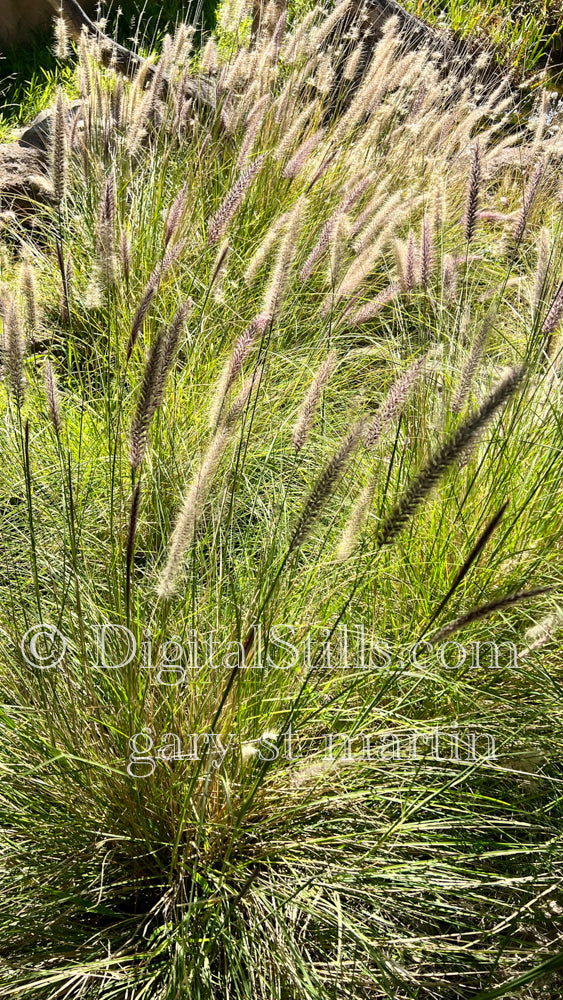 Fountain Grass, Digital, Scenery, Flowers