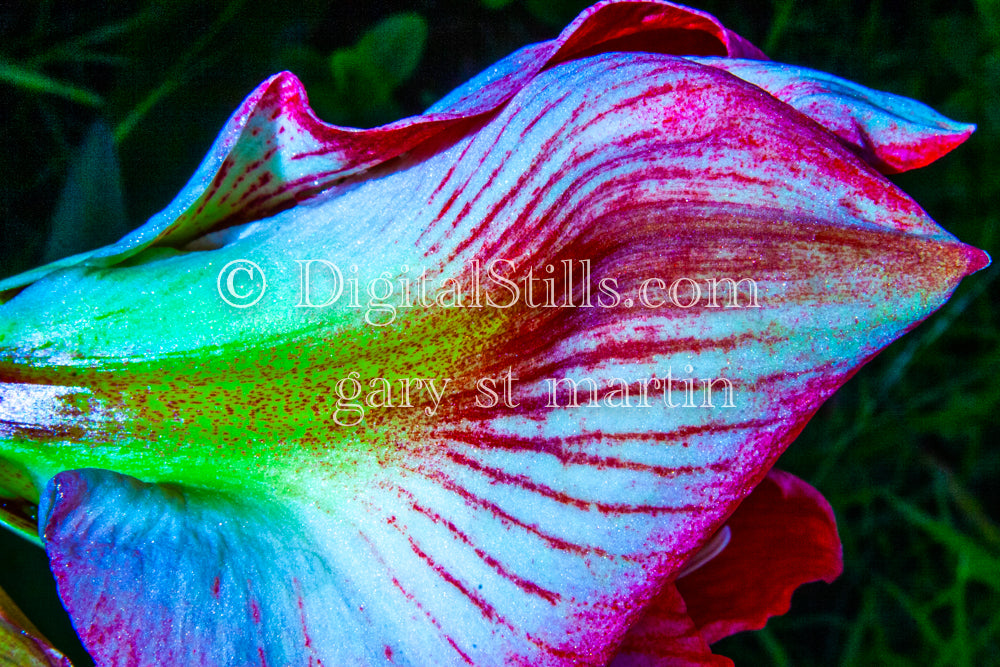 Multicolor Hippeastrum Closeup, Digital, Scenery, Flowers