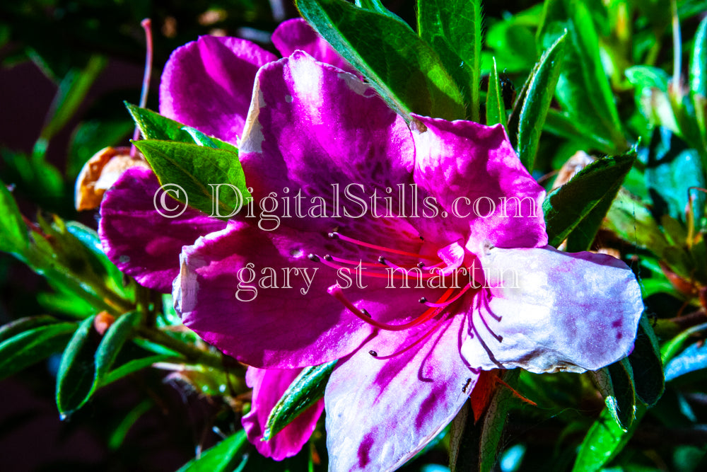 Pink Hippeastrum, Digital, Scenery, Flowers