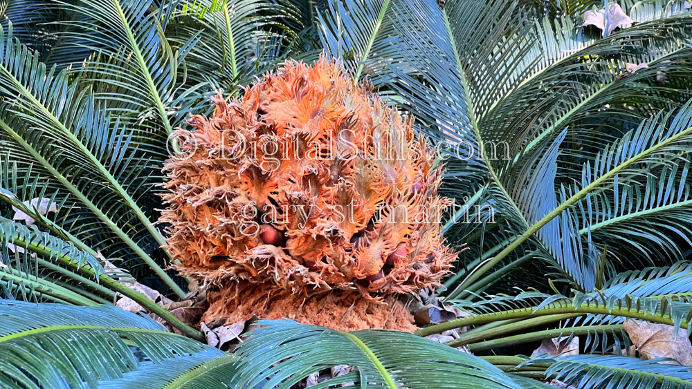 Sago Palm Close Up, Digital, Scenery, Flowers