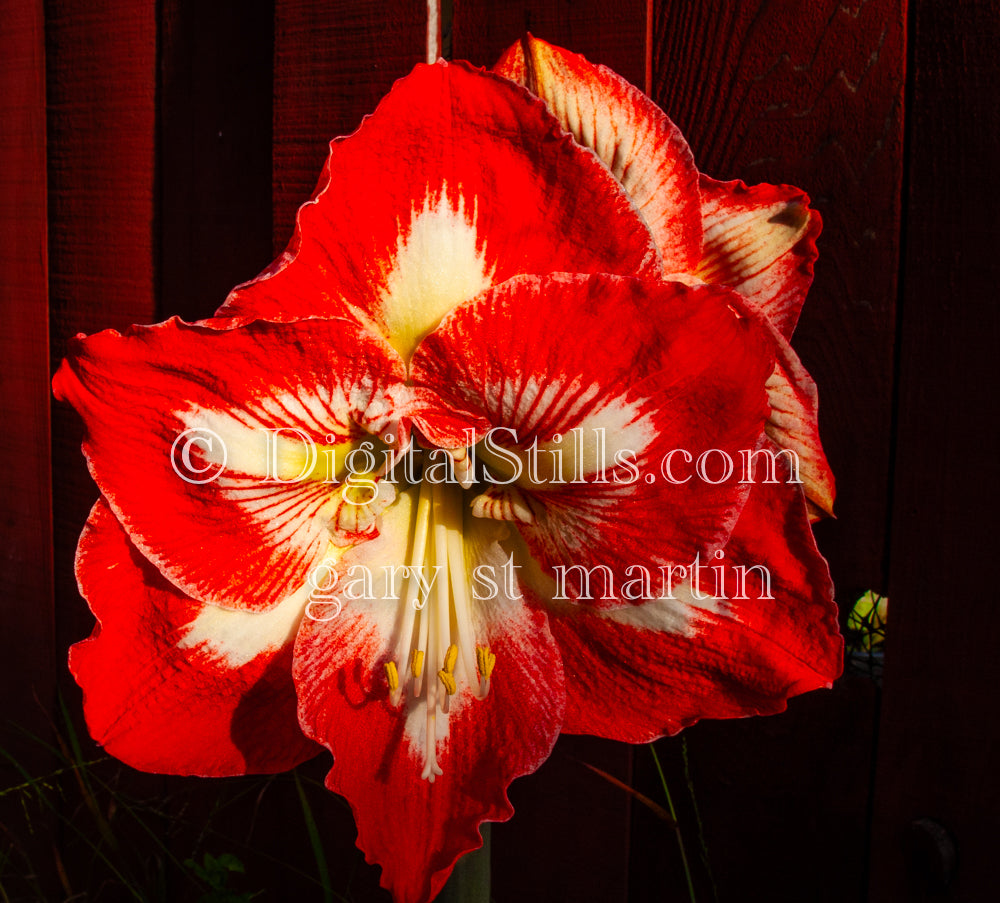 Amaryllis, Digital, Scenery, Flowers