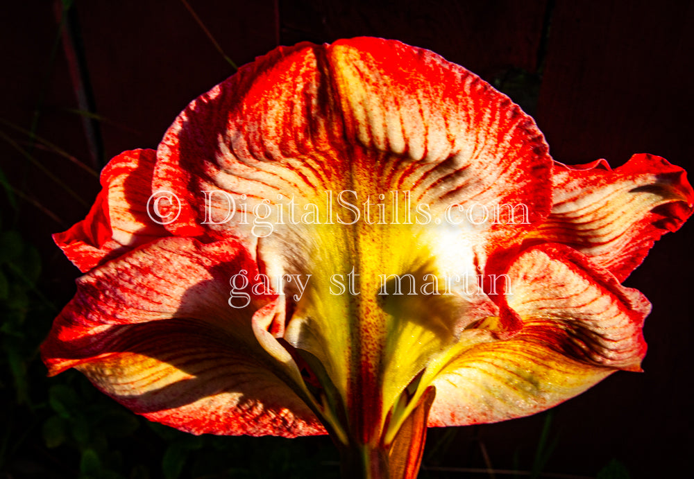 Amaryllis V2, Digital, Scenery, Flowers