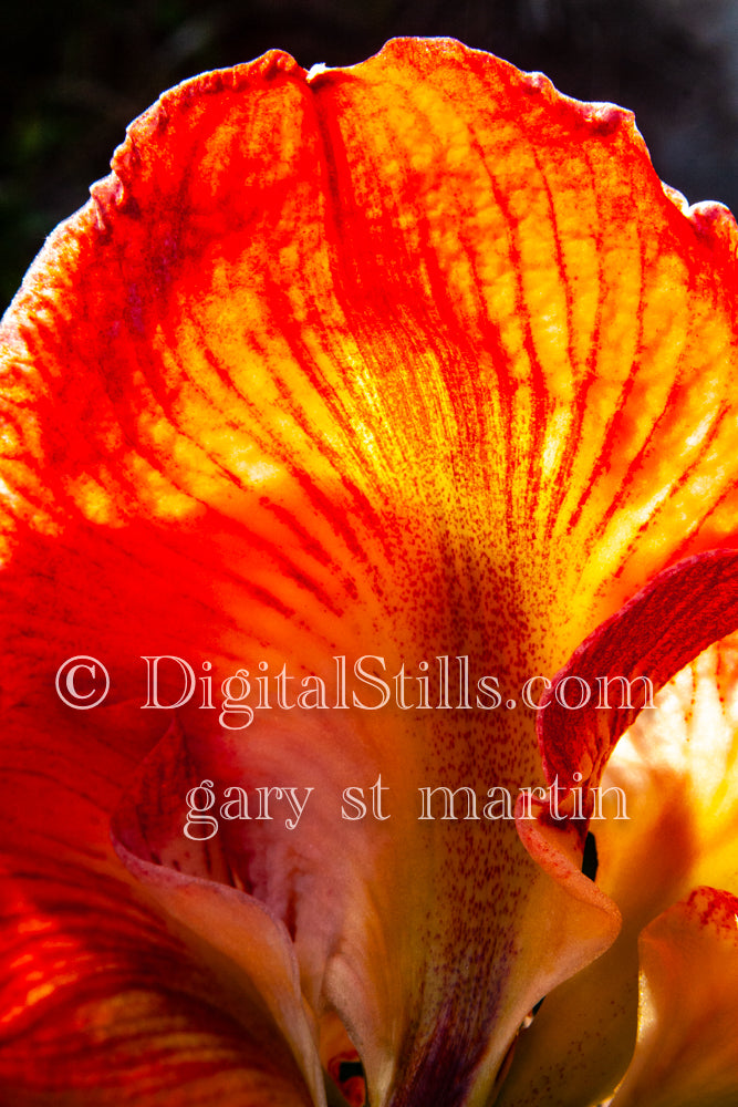 Amaryllis Petal, Digital, Scenery, Flowers