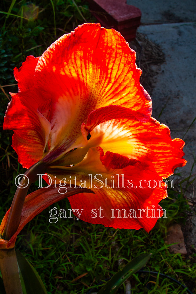 Amaryllis Wide Shot, Digital, Scenery, Flowers
