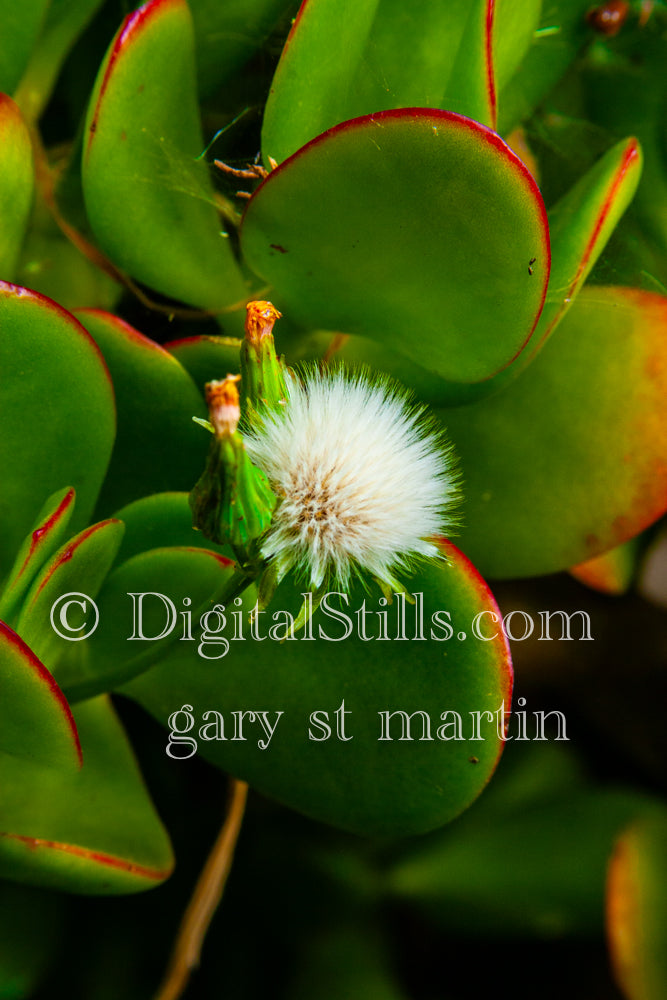 Jade Plant Close Up, Digital, Scenery, Flowers