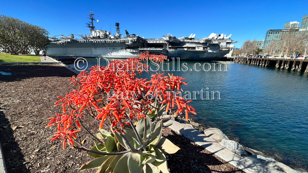Coral Aloe on Pier, Digital, Scenery, Flowers