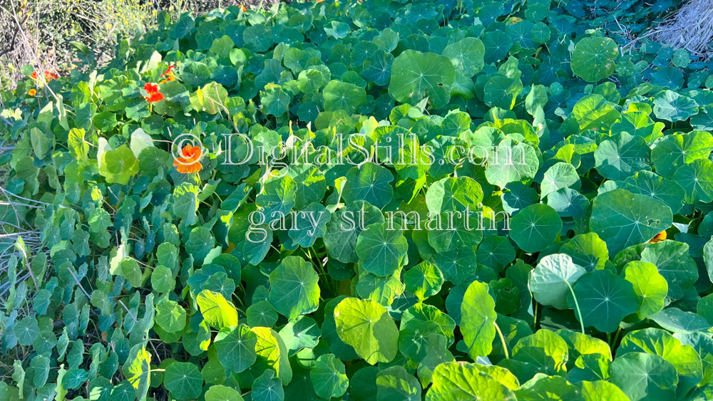 Orbicular Leaves with Flowers, Digital, Scenery, Flowers