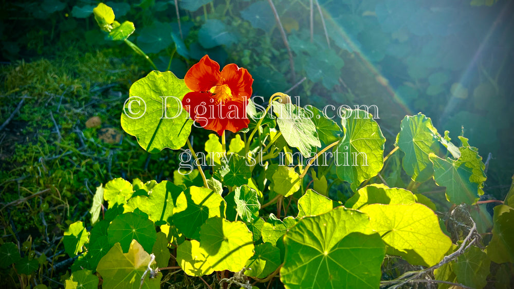 Garden Nasturtium, Digital, Scenery, Flowers