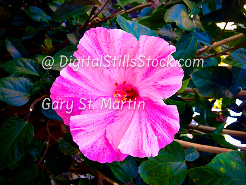 Pink Hibiscus, Yelapa, Mexico, digital