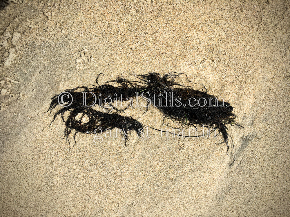 Seaweed on the Sand, digital sunset