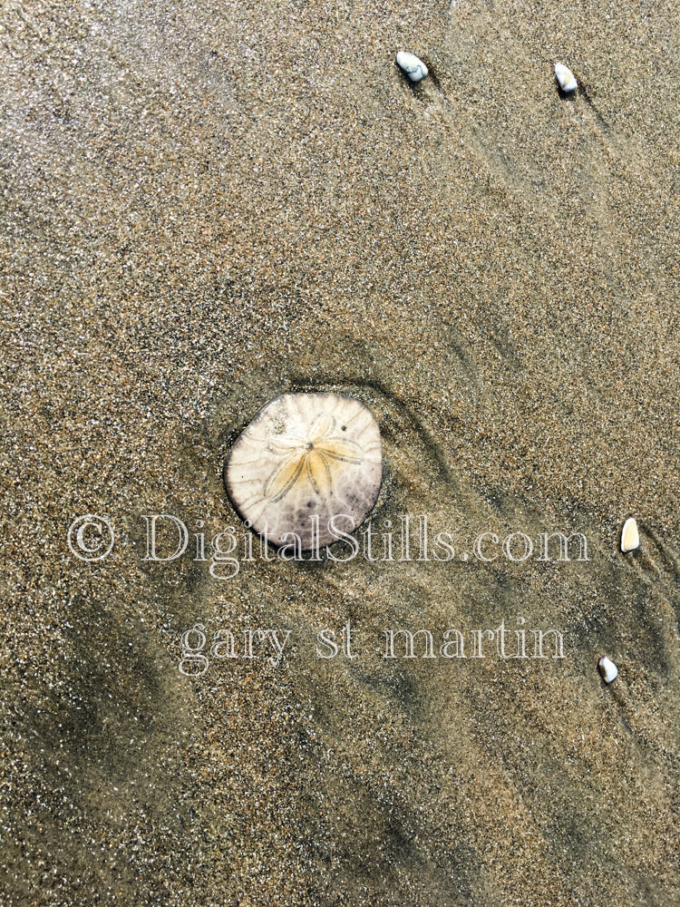 Sand Dollar, digital sunset