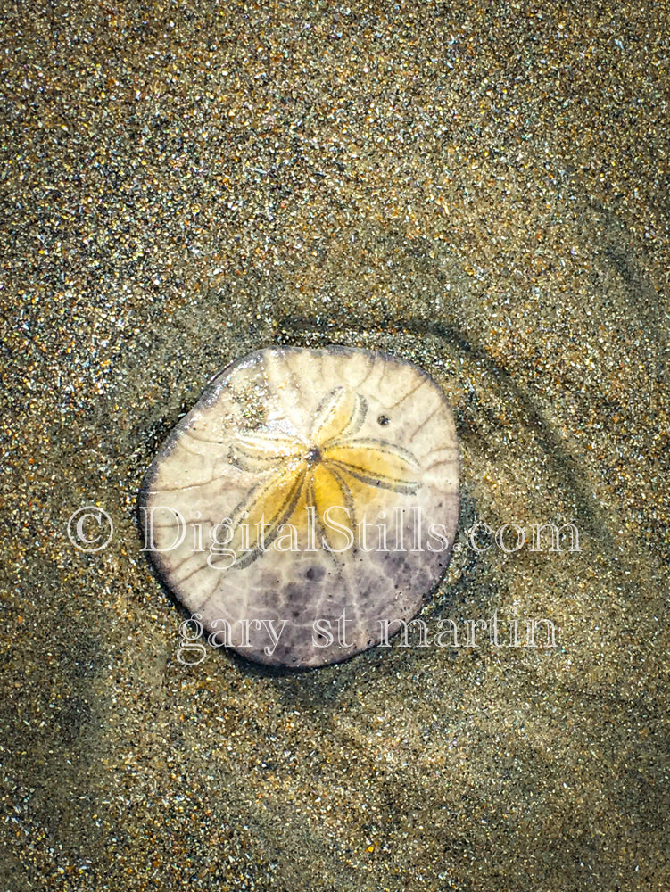 Close up of a Sand Dollar, digital sunset