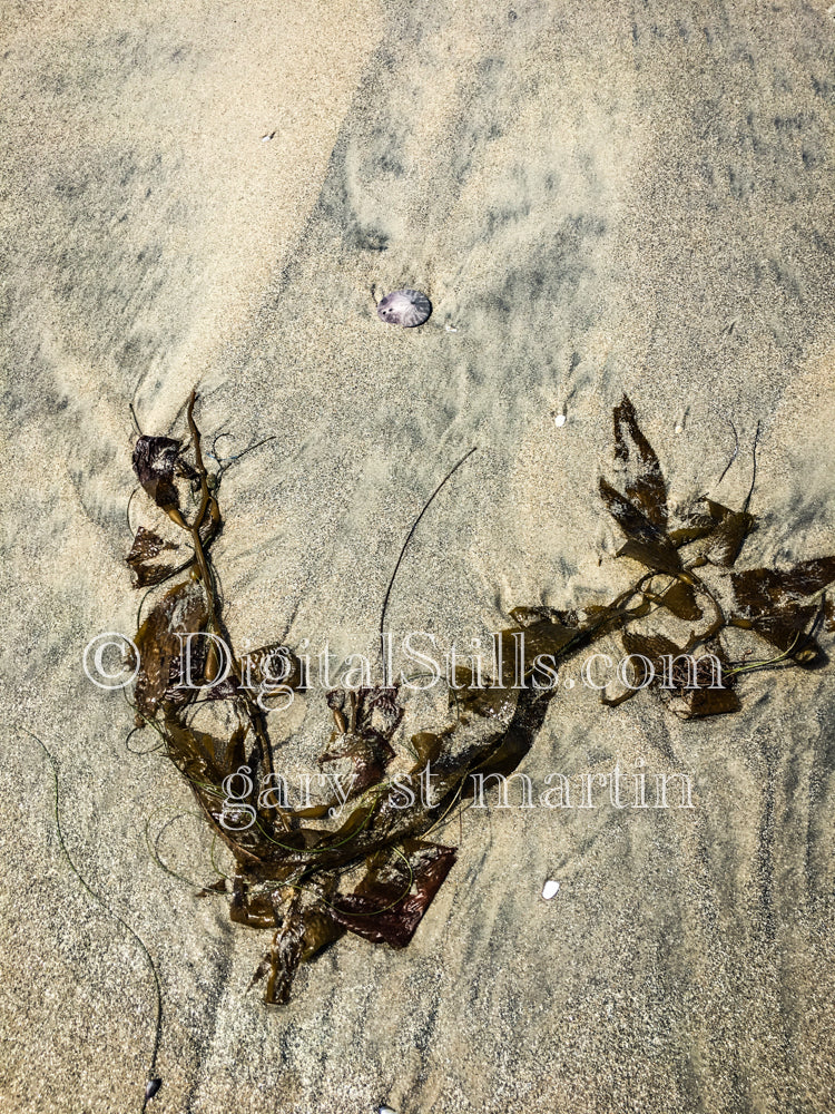 Washed up Kelp, digital sunset