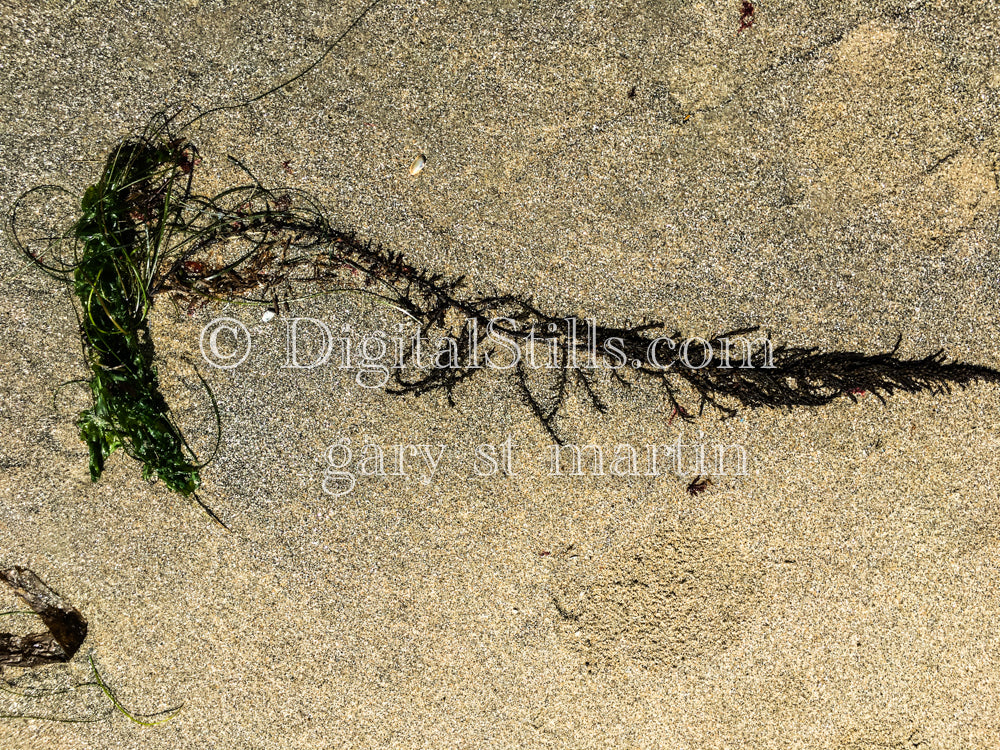 An Array of Seaweed, digital sunset