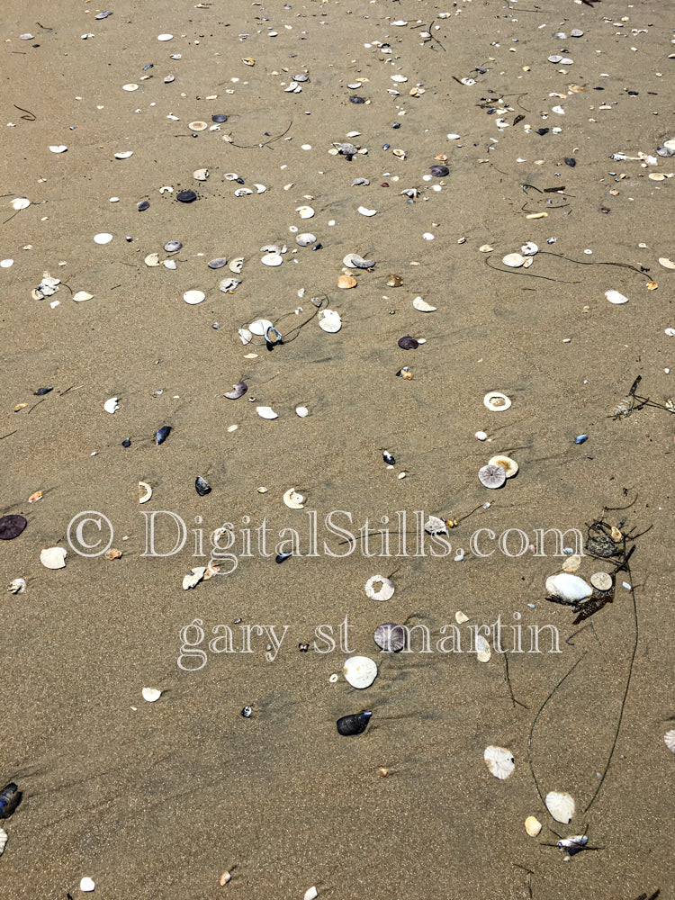 Shore full of shells, digital sunset