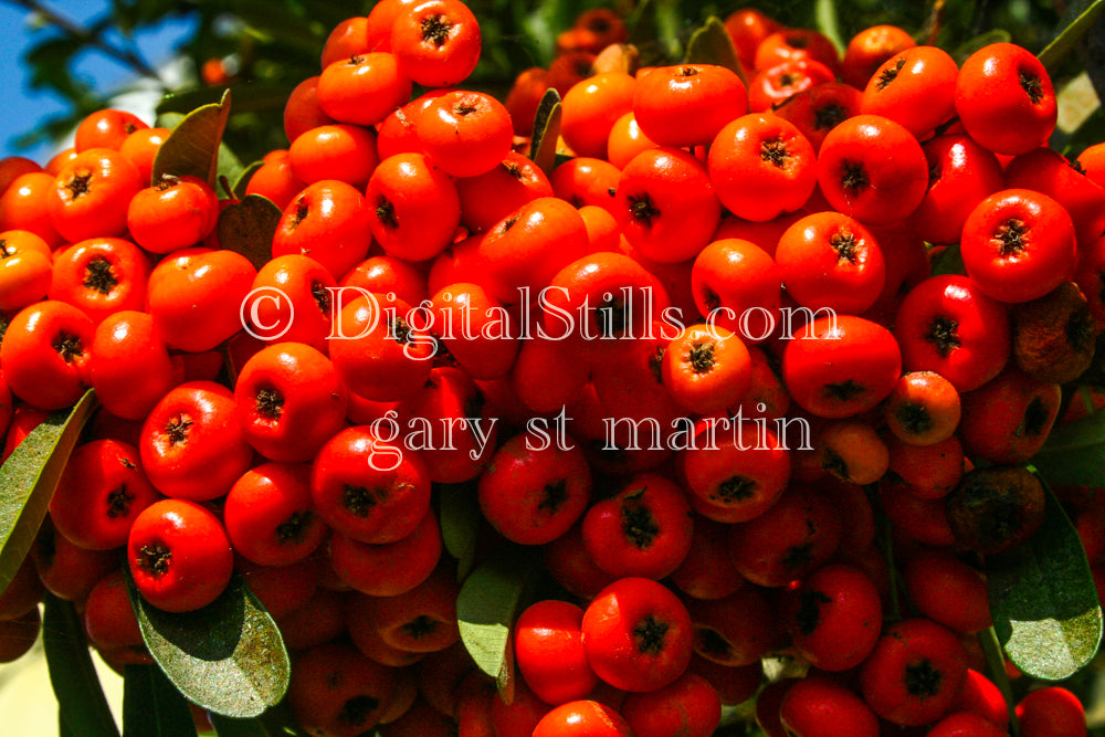 Scarlet Firethorn, Digital, Scenery, Flowers