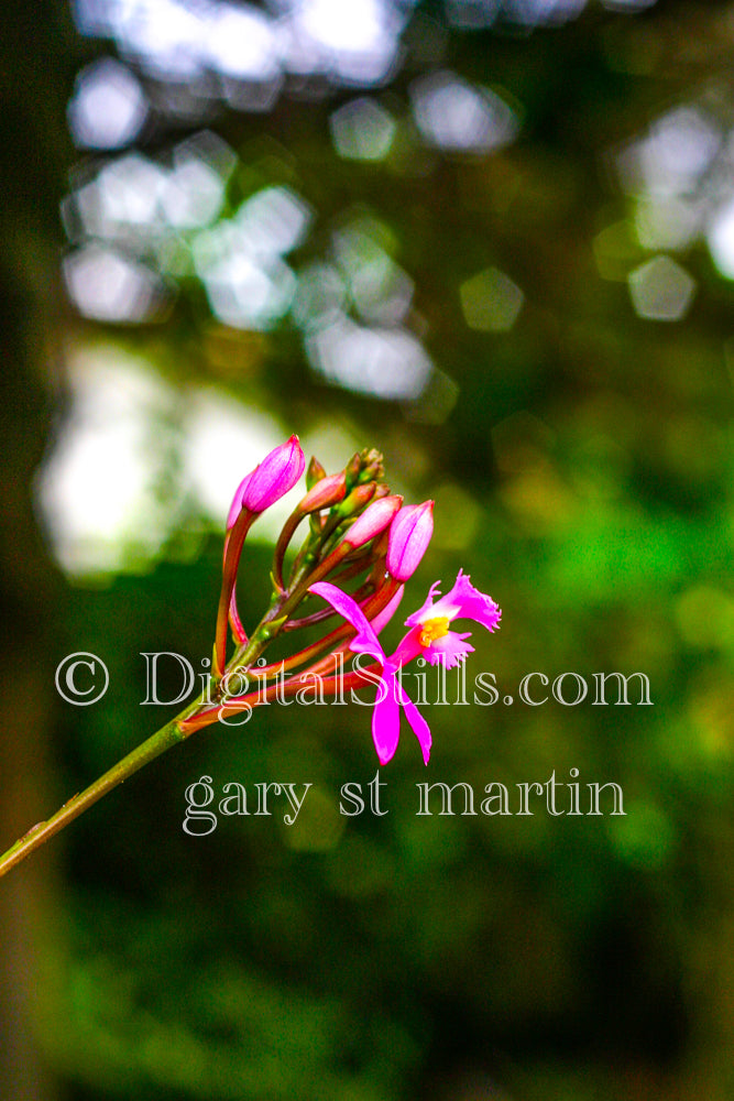 Epidendrum Secundum, Digital, Scenery, Flowers
