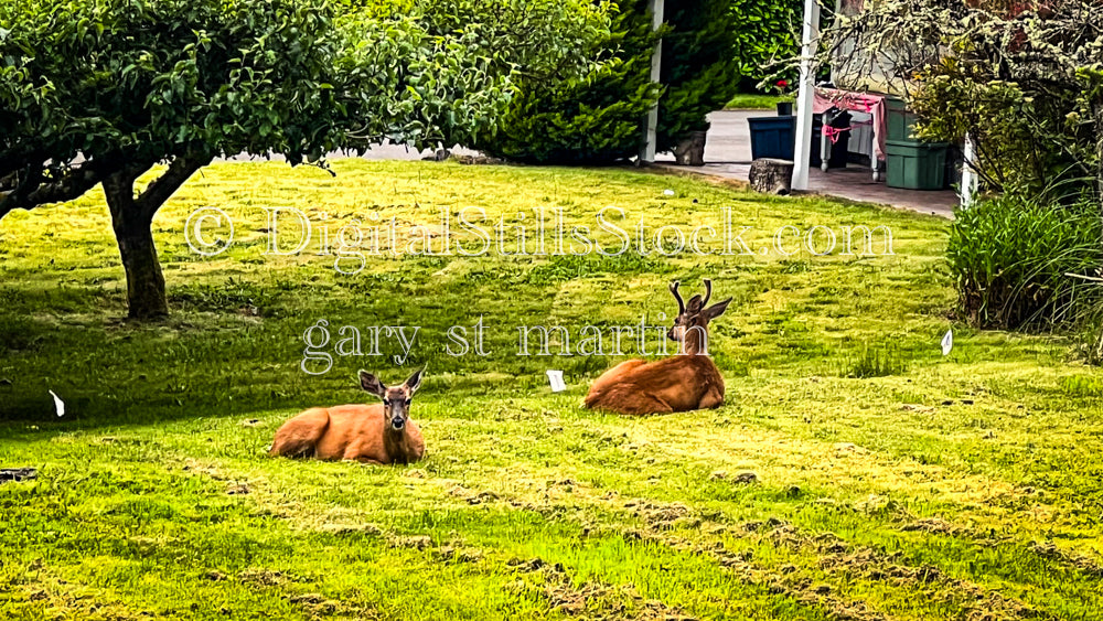 Deers Resting in a Field - Vashon Island, digital Vashon Island