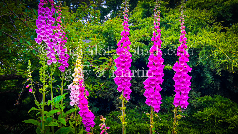 A Group of Pink Foxgloves - Vashon Island, digital Vashon Island