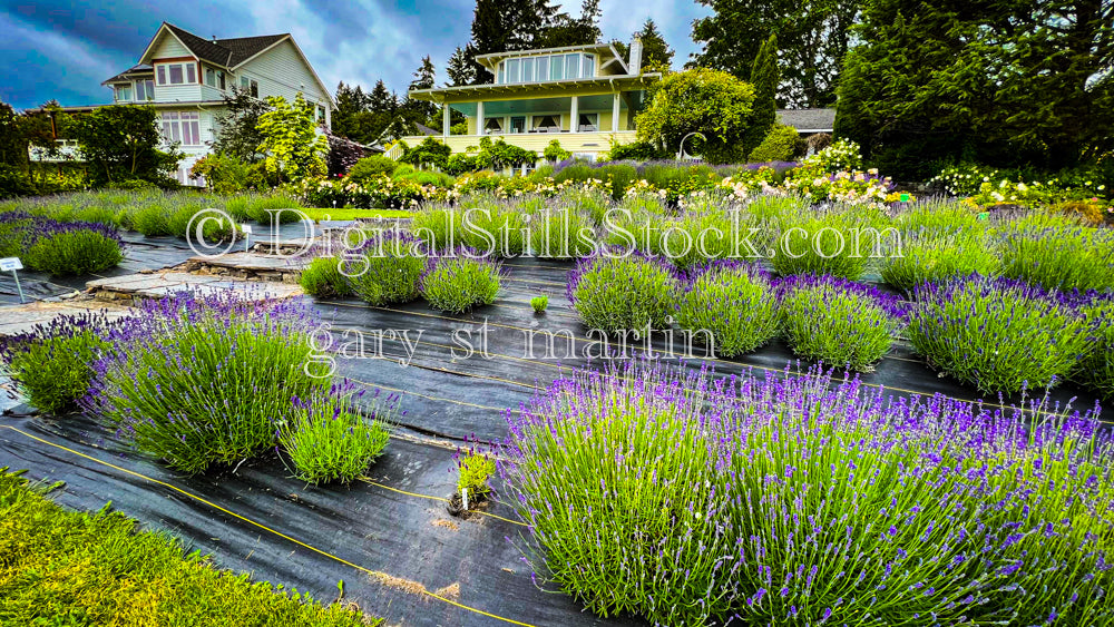 Front Yard Filled with Lavender - Vashon Island, digital Vashon Island