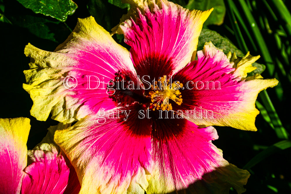 Pink and Yellow Hibiscus Flower V2, Digital, Scenery, Flowers