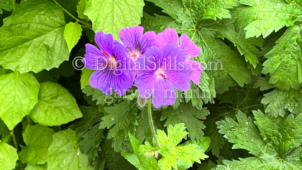 Purple Geranium Bunch, Digital, Scenery, Flowers Edit alt text