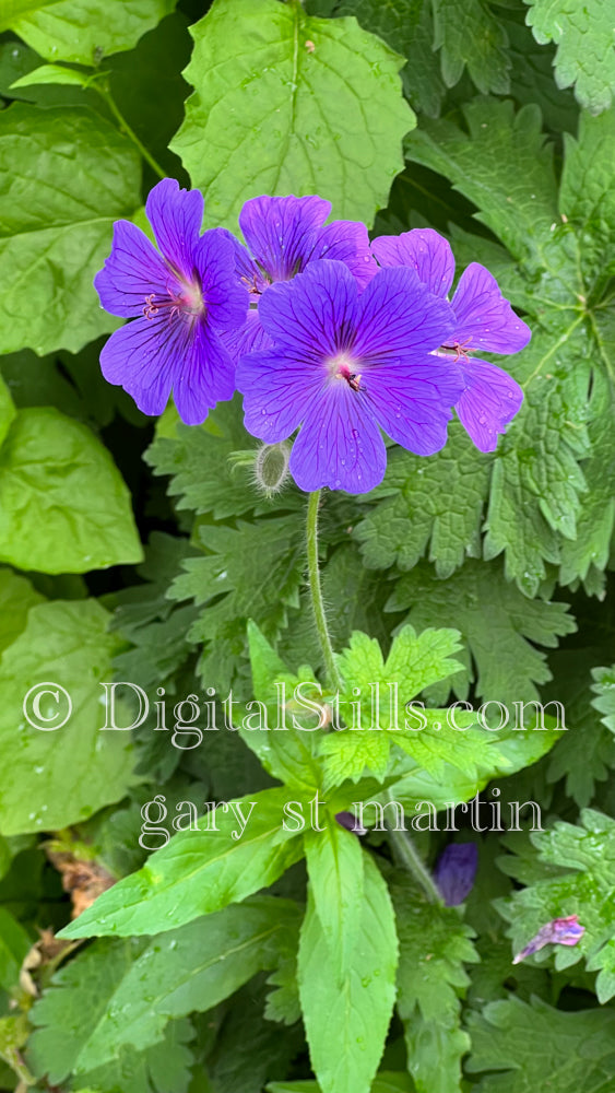 Purple Geranium in Leaves, Digital, Scenery, Flowers