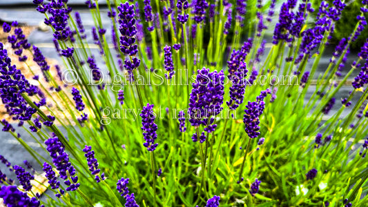 Dark Lavender Flowers - Vashon Island, digital Vashon Island