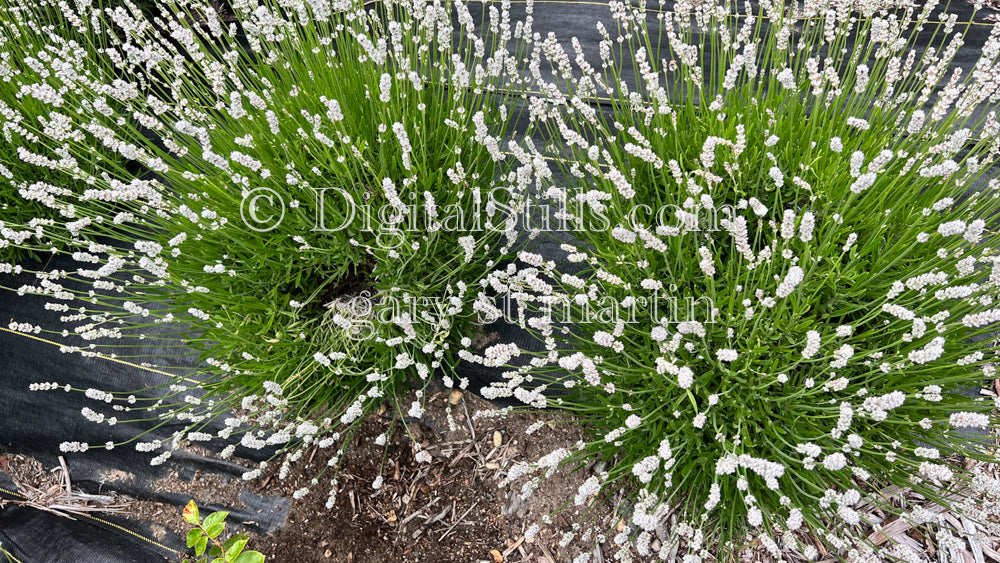 Digital, Scenery, Flowers White Lavender