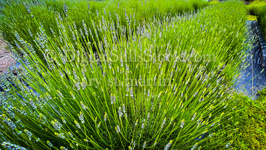 Rows of Fresh Lavender - Vashon Island, digital Vashon Island