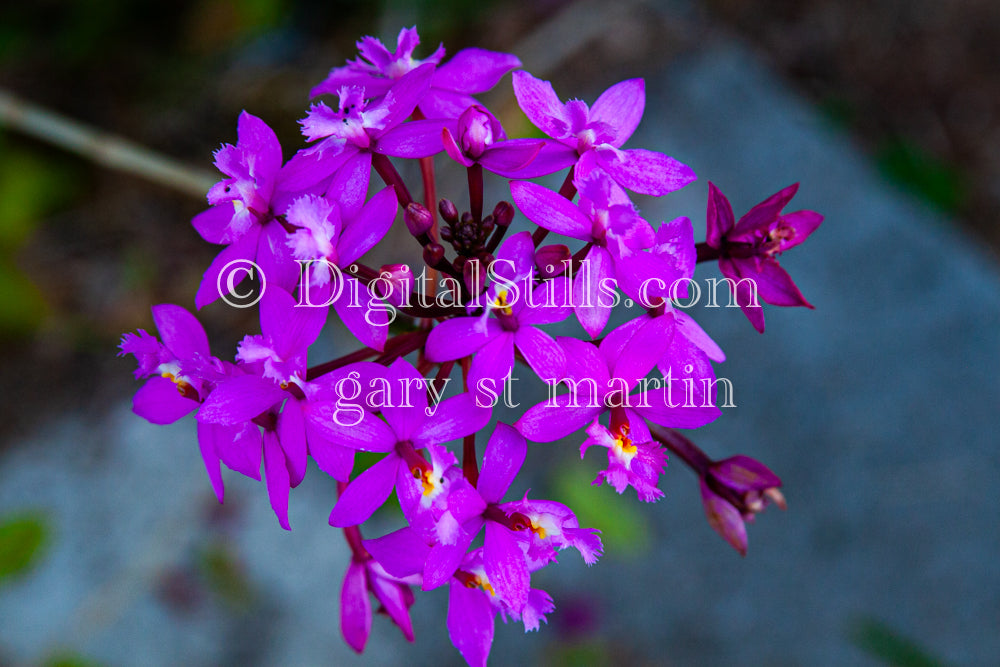 Epidendrum Secundum Flowers V3, Digital, Scenery, Flowers