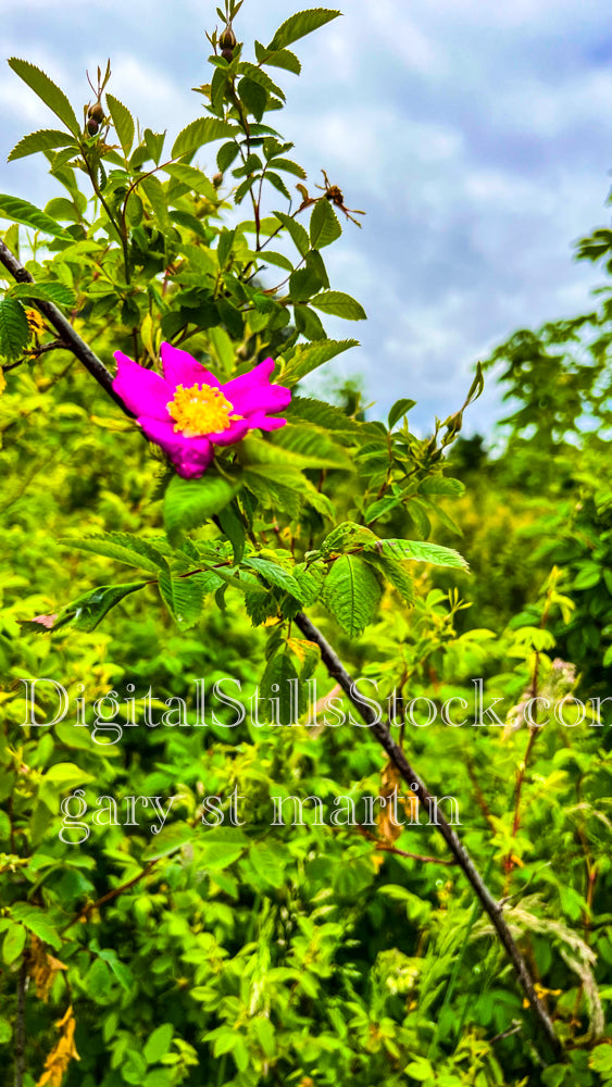 A Lone Rose - Vashon Island, digital Vashon Island