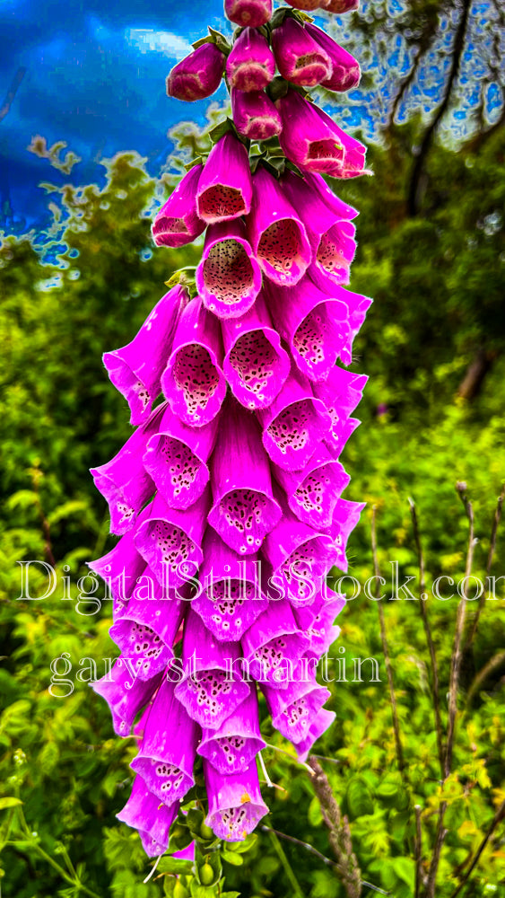 Seeing the Spots in a Foxglove Flower - Vashon Island, digital Vashon Island
