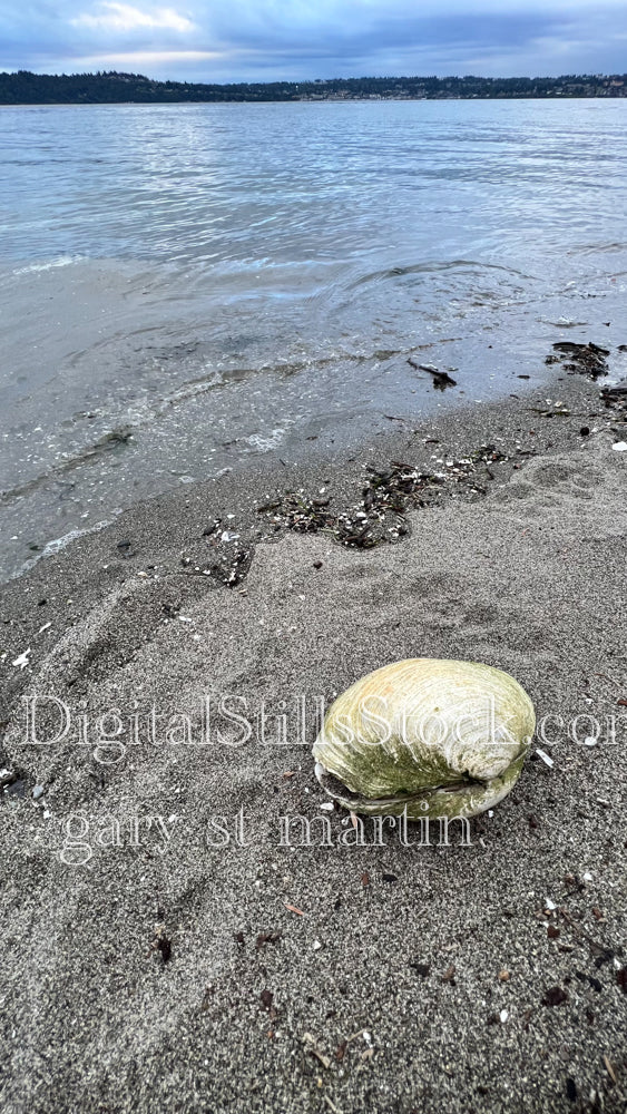 Large Shell on the Shore - Vashon Island, digital Vashon Island