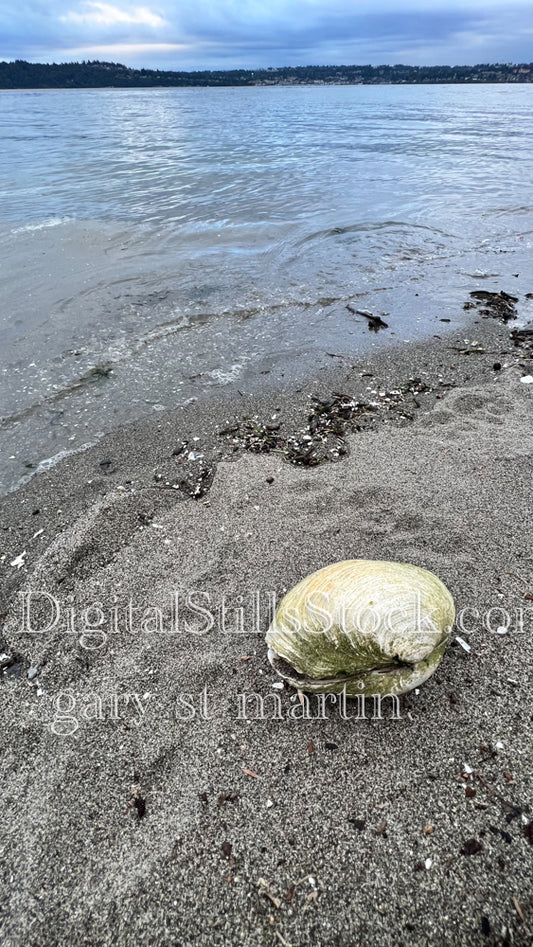 Large Shell on the Shore - Vashon Island, digital Vashon Island