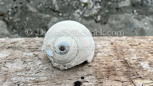 Close up of a Spiral Shell  - Vashon Island, digital Vashon Island