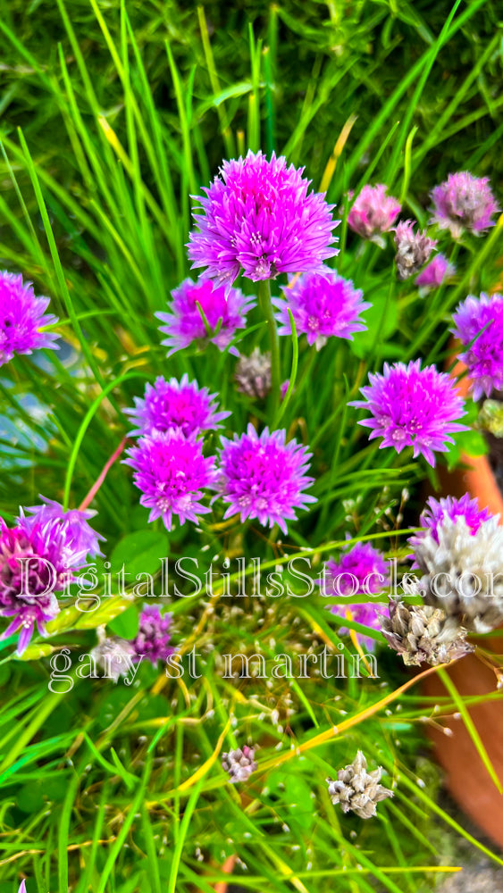 A bunch of Red Clovers - Vashon Island, digital Vashon Island