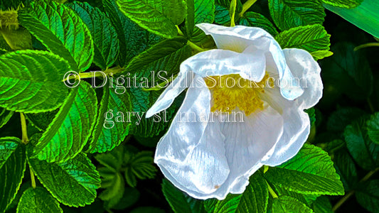 A White Rose in Bloom - Vashon Island, digital Vashon Island