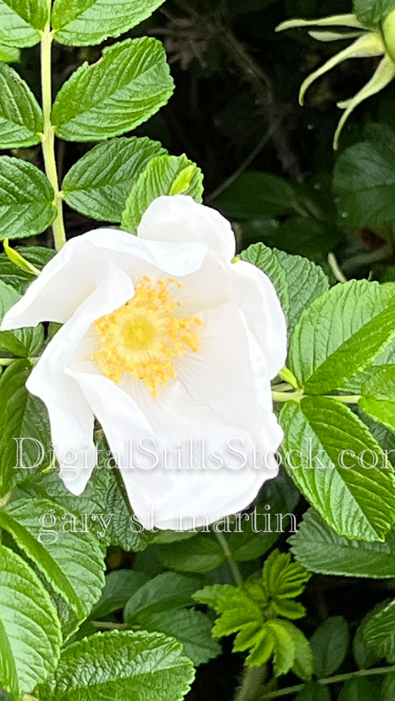 A Portrait of a White Rose - Vashon Island, digital Vashon Island