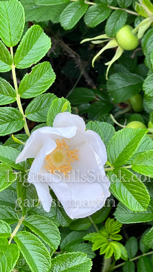 A Blossoming White Rose - Vashon Island, digital Vashon Island