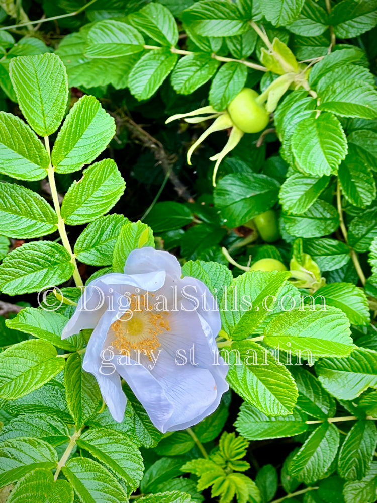 White Rosa Rugosa Digital, Scenery, Flowers