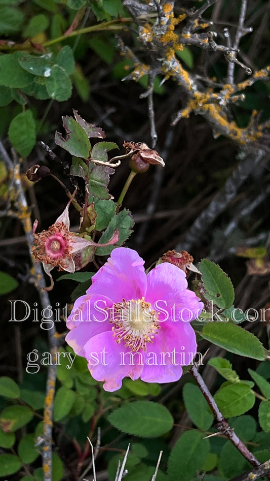 A Pink Rose in the Shade - Vashon Island, digital Vashon Island 