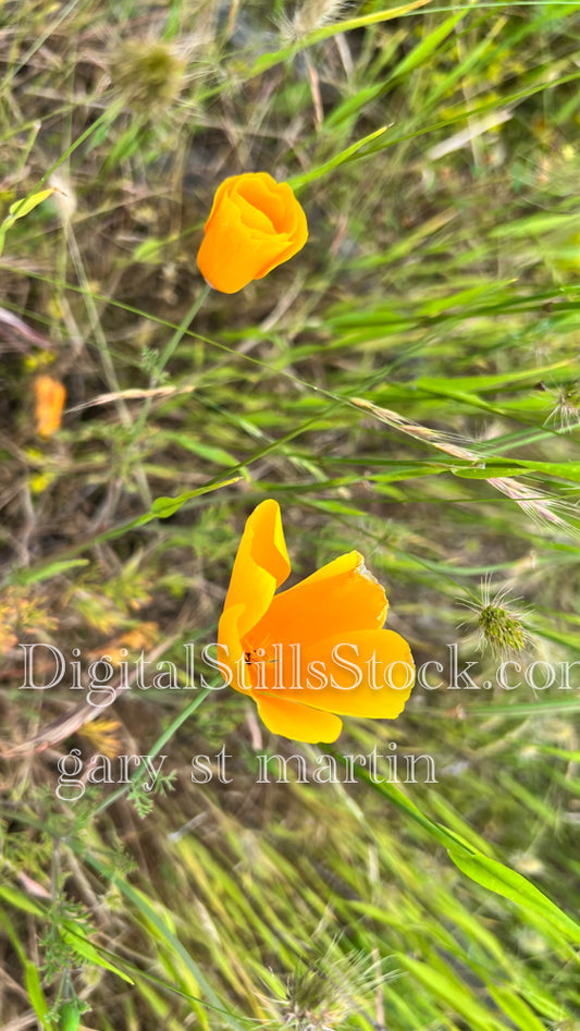 Two California Poppies - Vashon Island, digital Vashon Island