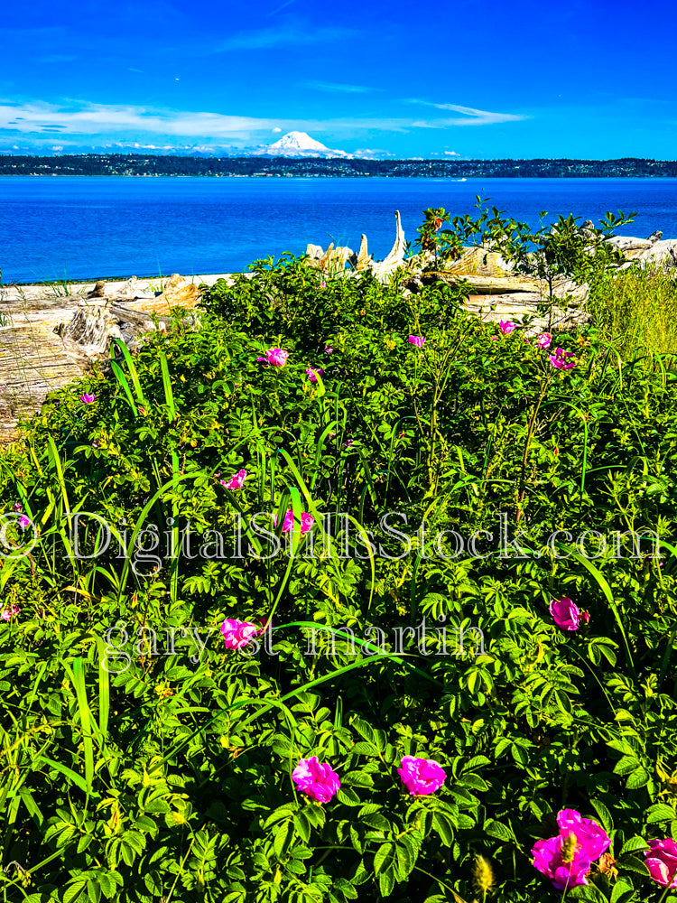 Rose Bush in front of Mt. Rainier - Vashon Island, digital Vashon Island