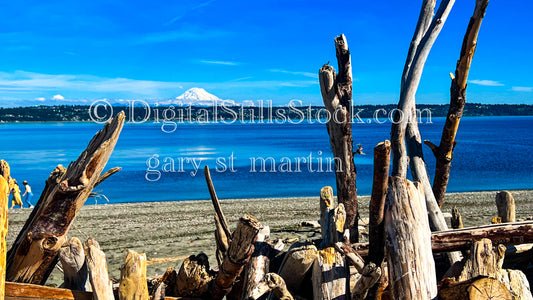 Jagged wood along the Shore - Vashon Island, digital Vashon Island