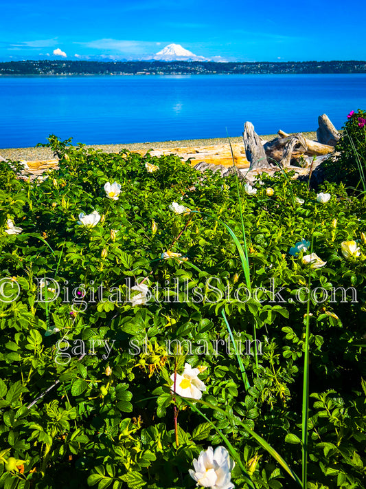 White Rose Bush on the Beach - Vashon Island, digital Vashon Island