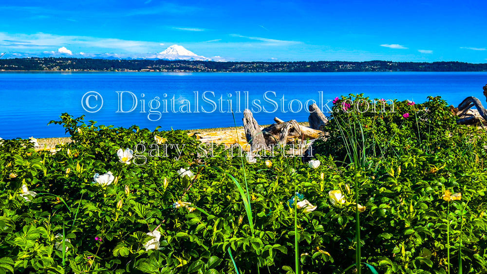 Scenic view of Mt. Rainier in front of a Rose Bush - Vashon Island, digital Vashon Island