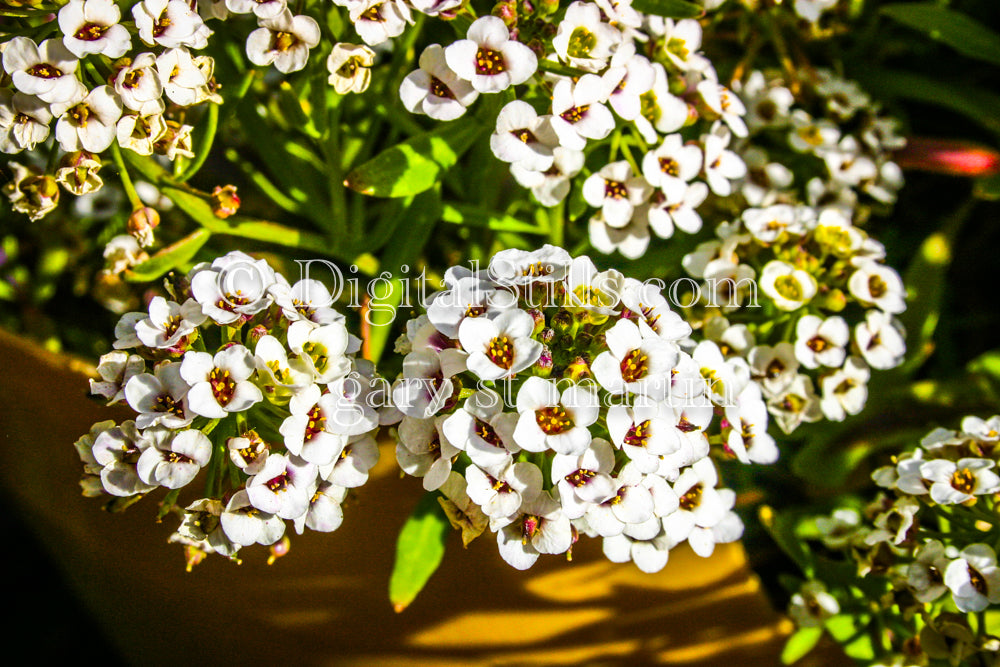 Sweet Alyssum, Digital, Scenery, Flowers