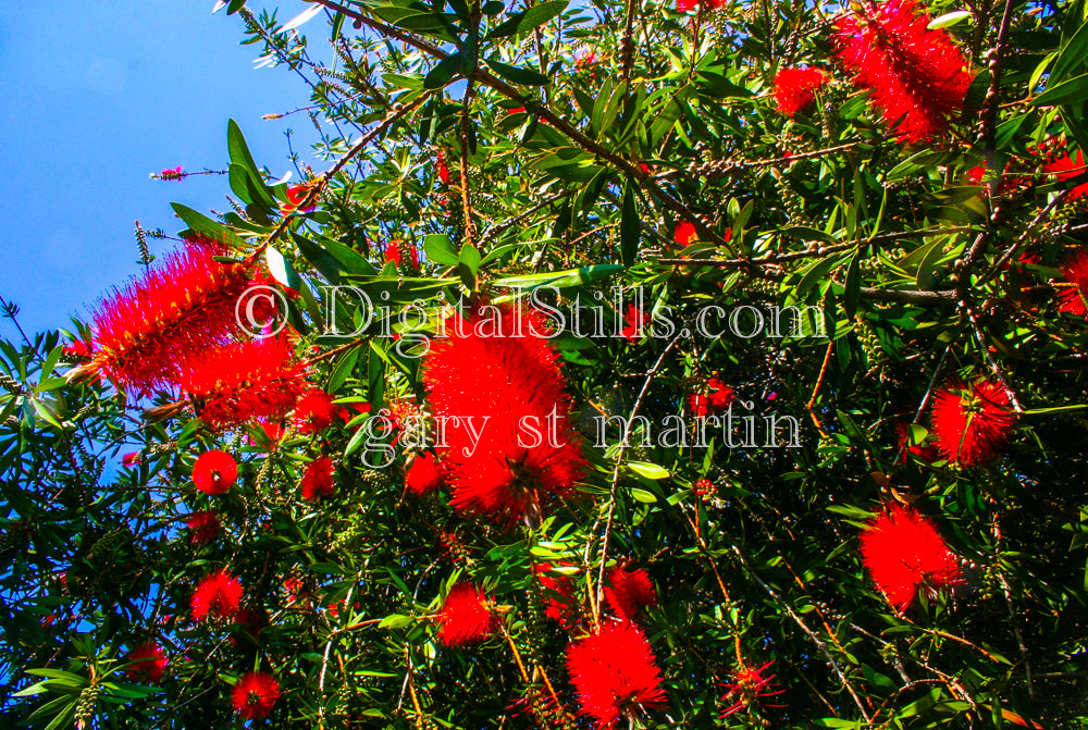 Callistemon Speciosus V2, Digital, Scenery, Flowers