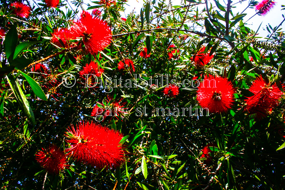 Callistemon Speciosus V4, Digital, Scenery, Flowers